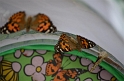 Kids_ButterflyRelease (4)